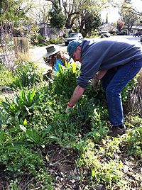 removing weeds