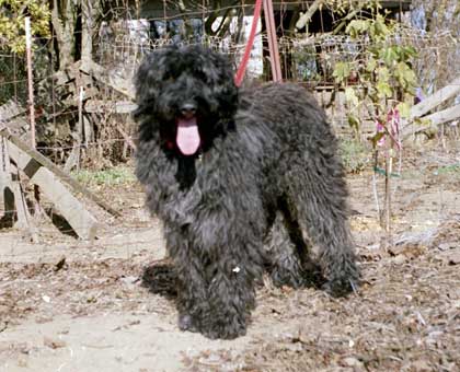 Max, 4 years old, shaggy