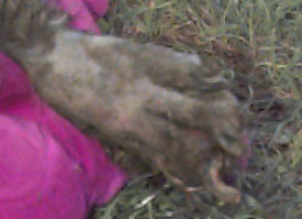 Photo of Zorro's swollen and inffected foot.