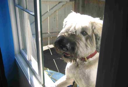 photo of Alfred at the window asking to be let in.