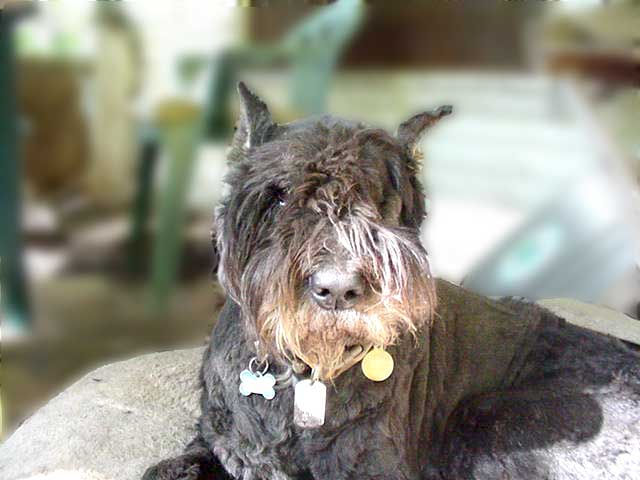 Annie on her bed on the porch, a month after losing her left eye.