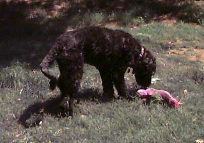 photo of Ashley reaching for a stuffed toy.