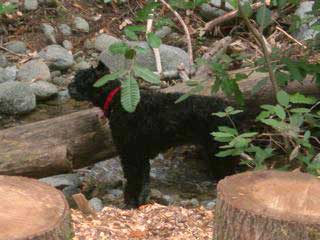 photo of Blake in the redwoods at his adopter's home