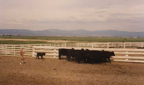 Bouvier dog herding Angus cattle , driving down the fence line.