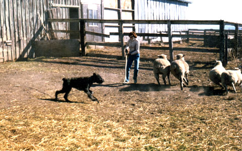 Bones' first hereding lesson, age about 5 months