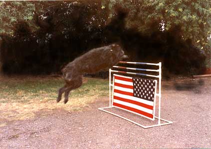Photo of my dog bones jumping a one meter high jump.