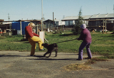 Photo of a young bouvier learning to execute a good leg bite in training for French Ring Sport.