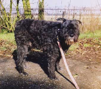 Photo of Bouclette, sweet gentle civilized 12 year old spayed bitch available for adoption.