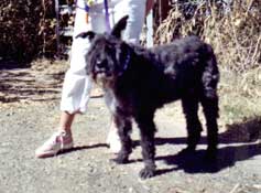 Photo of Bouclette withe her ears up with her adopter behind her.