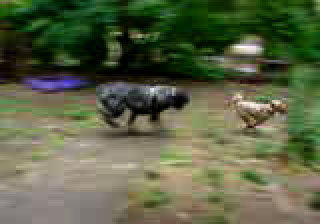 a chase game