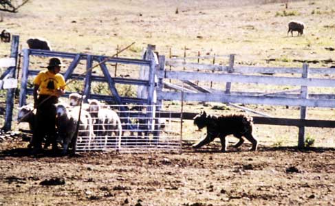 Photograph of Chelsea herding sheep through a chute. 