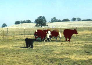 Bouvier bitch Chelsea turning a group of beef cattle.