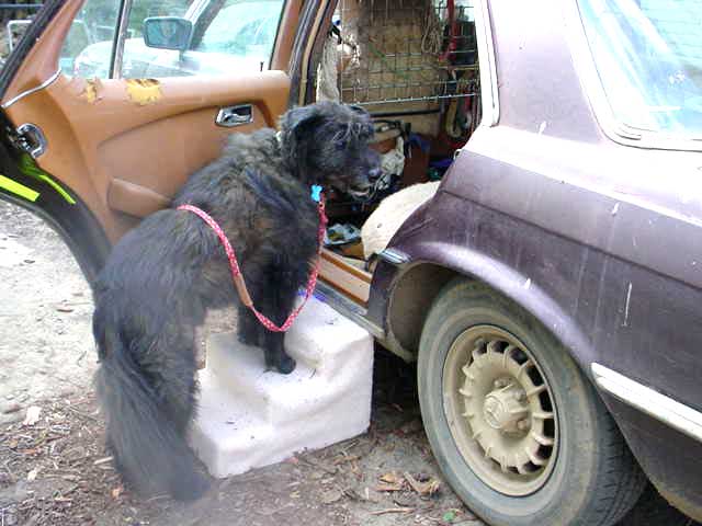 Walter stands mid-way up dog stair into the car.