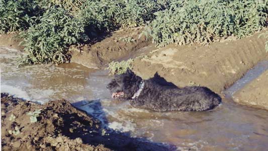 Duke happy wallowing in an irrigation ditch