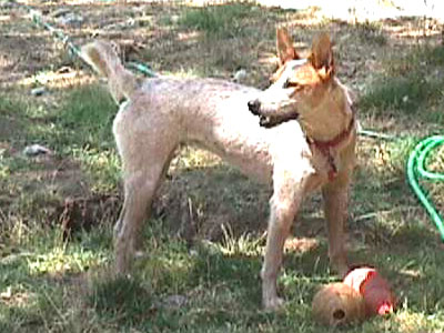 Fox, the Wicked Queensland