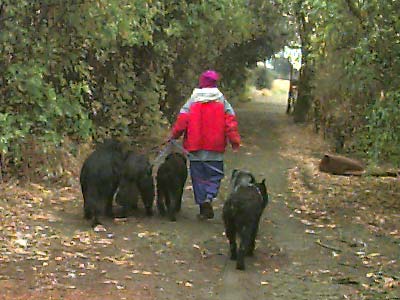 me and my dogs heading down the road