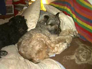 Grover on my bed, with Pixel behind him