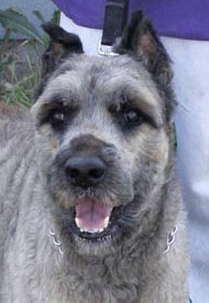 Head portrait of Grover, Bouvier foster dog.