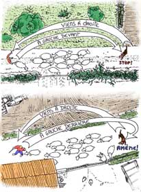 Drawing showing how to send to left and right to rear of flock or call dog to front of flock 