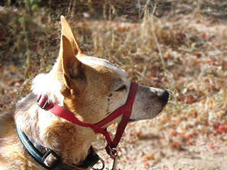 haltered dog, showing correct fit