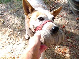 haltered dog holding large toy