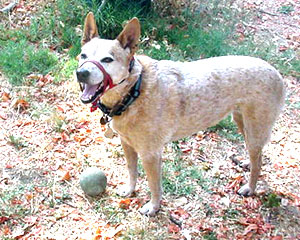 haltered dog with mouth open