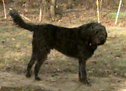 Photo of Hardy, newly rescued mature Bouvier who needs a calm home with adults.