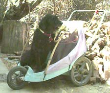 Pixel sitting in her jogger cart