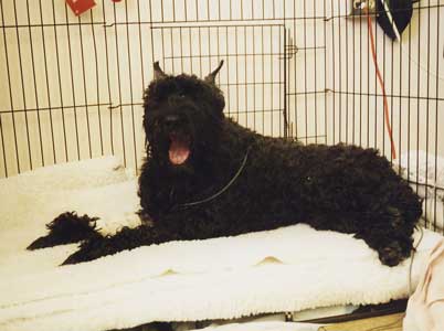 photo of Jose, seriously ill bouvier in the Intensive Care at UC Davis.