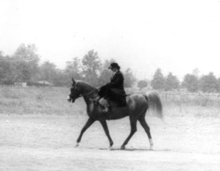 me and my Arab stallion El Kumair, sidesaddle