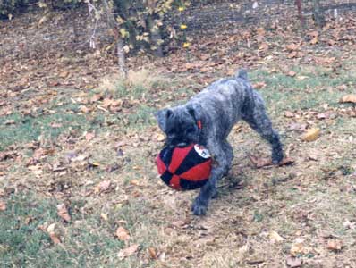 A clipped down brindle Bouvier whom the Pound thought was a terrier.