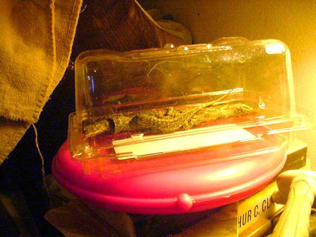 rescued lizard in plastic box on warm disc