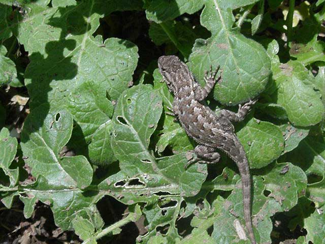 lizard on leaves