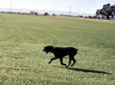 Photo of Lucky, a Bouvier x Golden spayed bitch, running accross a field of grass.