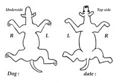 a diagram for recording lumps, scars, etco n your dog