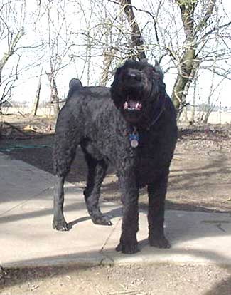 Murphy barking