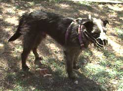 showing muzzle back-tied to body harness.