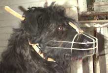 wire basket muzzle