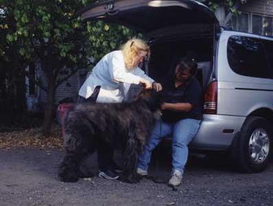 Photo of Neo newly rescued; he is actually very matted although he looks OK on the surface.