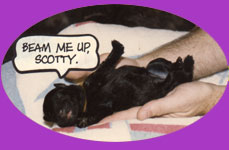 Logo of newborn puppy.