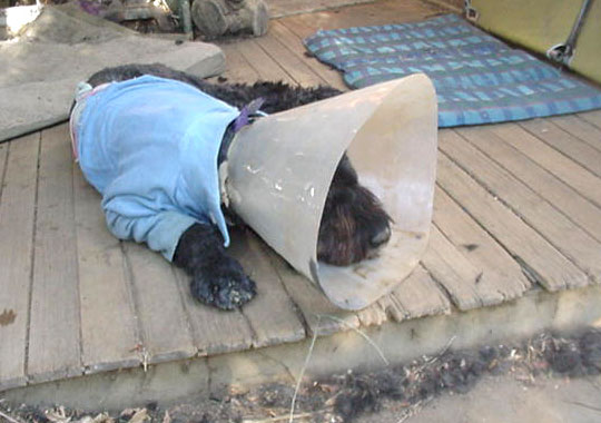 Paddy on my porch,  post-surgery, with protective shirt and elizabethan collar