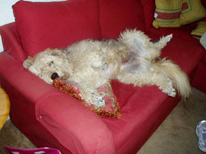 Poirot at home on his adopters sofa.