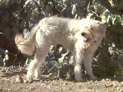 Poirot, recently neutered, groomed.