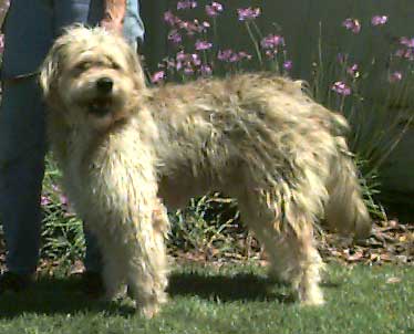 Poirot, newly rescued, ungroomed.