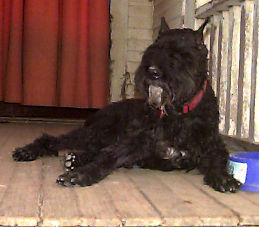 photo of Princess, lying on my porch, a week after beginning treatment for Lymphoma.