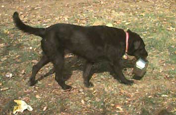 Sadie carrying a stainless steel food dish.