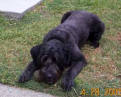 photo of Sadie after shearing.