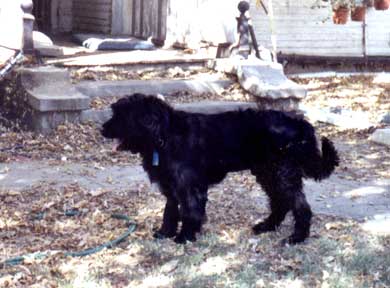 Another Photo of shady, in side view with his tail at relaxed setting.