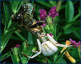 white phase goldenrod Crab Spider.