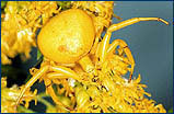 yellow phase goldenrod Crab Spider.